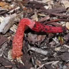Phallus rubicundus at Wellington Point, QLD - 1 Feb 2024 12:50 PM