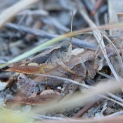 Phaulacridium vittatum (Wingless Grasshopper) at Higgins, ACT - 21 Mar 2024 by Trevor