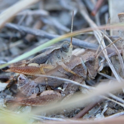 Phaulacridium vittatum (Wingless Grasshopper) at Higgins, ACT - 21 Mar 2024 by Trevor