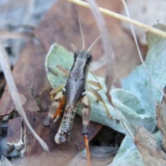 Phaulacridium vittatum at Higgins Woodland - 21 Mar 2024