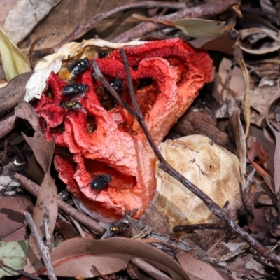 Colus hirudinosus at Wellington Point, QLD - 1 Feb 2024 by TimL