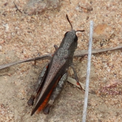 Unidentified Grasshopper (several families) at Upper Nepean - 12 Dec 2023 by JanHartog