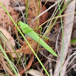 Polichne parvicauda at QPRC LGA - 20 Mar 2024