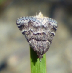 Dichromodes ainaria (A geometer or looper moth) at West Hobart, TAS - 20 Oct 2023 by VanessaC
