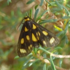 Unidentified Tiger moth (Arctiinae) at Coles Bay, TAS - 26 Feb 2023 by VanessaC
