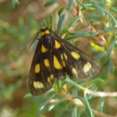 Unidentified Tiger moth (Arctiinae) at Coles Bay, TAS - 26 Feb 2023 by VanessaC