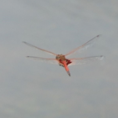 Tramea loewii (Common Glider) at Wingecarribee Local Government Area - 12 Dec 2023 by JanHartog