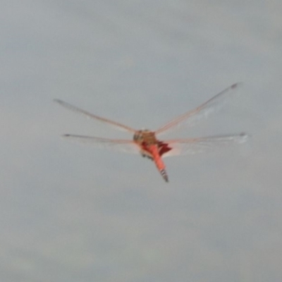 Tramea loewii (Common Glider) at Wingecarribee Local Government Area - 11 Dec 2023 by JanHartog