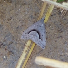 Unidentified Moth (Lepidoptera) at West Hobart, TAS - 18 Oct 2023 by VanessaC