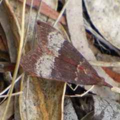 Unidentified Pyralid or Snout Moth (Pyralidae & Crambidae) at West Hobart, TAS - 28 Feb 2024 by VanessaC