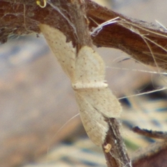 Unidentified Moth (Lepidoptera) at Mount Stuart, TAS - 28 Feb 2024 by VanessaC