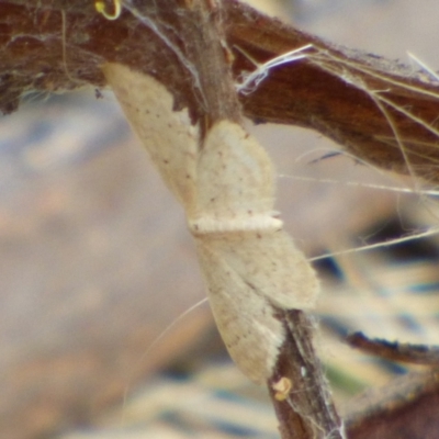 Unidentified Moth (Lepidoptera) at Mount Stuart, TAS - 28 Feb 2024 by VanessaC
