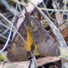 Uresiphita ornithopteralis (Tree Lucerne Moth) at West Hobart, TAS - 21 Feb 2024 by VanessaC