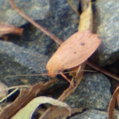 Unidentified Moth (Lepidoptera) at Mount Stuart, TAS - 28 Jan 2024 by VanessaC