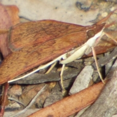 Unidentified Moth (Lepidoptera) at Mount Stuart, TAS - 23 Jan 2024 by VanessaC