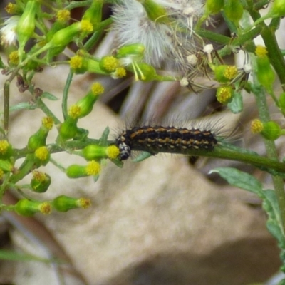 Nyctemera amicus (Senecio Moth, Magpie Moth, Cineraria Moth) at Mount Stuart, TAS - 21 Jan 2024 by VanessaC