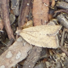 Unidentified Moth (Lepidoptera) at Mount Stuart, TAS - 16 Dec 2023 by VanessaC