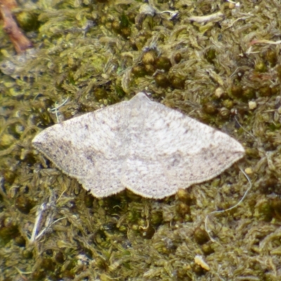 Unidentified Moth (Lepidoptera) at West Hobart, TAS - 9 Dec 2023 by VanessaC