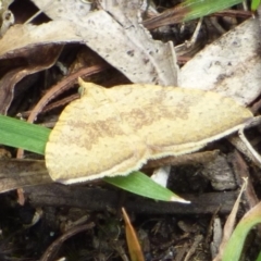 Chrysolarentia correlata (Yellow Carpet) at West Hobart, TAS - 9 Dec 2023 by VanessaC