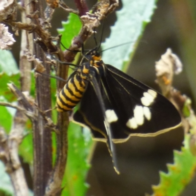 Nyctemera (genus) (A Tiger moth (Arctiini)) at Mount Stuart, TAS - 5 Dec 2023 by VanessaC