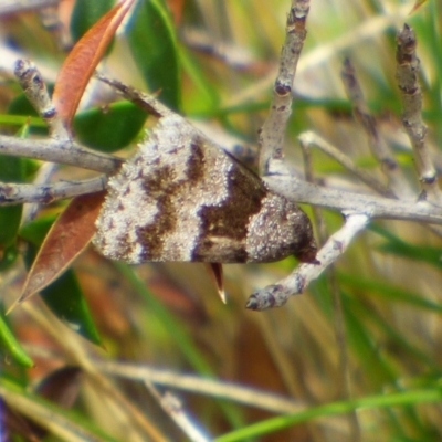 Unverified Geometer moth (Geometridae) at West Hobart, TAS - 5 Dec 2023 by VanessaC