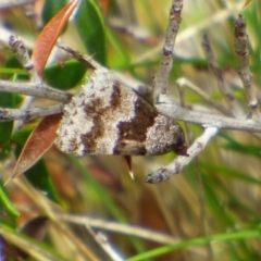 Unidentified Moth (Lepidoptera) at West Hobart, TAS - 5 Dec 2023 by VanessaC