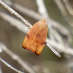 Tortricopsis uncinella (A concealer moth) at West Hobart, TAS - 5 Dec 2023 by VanessaC