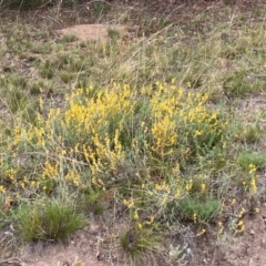 Chrysocephalum apiculatum (Common Everlasting) at Lyons, ACT - 17 Mar 2024 by RobynS
