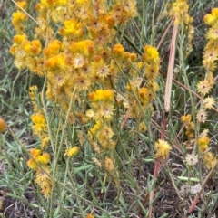 Chrysocephalum apiculatum at Oakey Hill - 17 Mar 2024