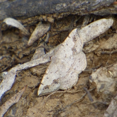 Unidentified Moth (Lepidoptera) at Mount Stuart, TAS - 2 Dec 2023 by VanessaC
