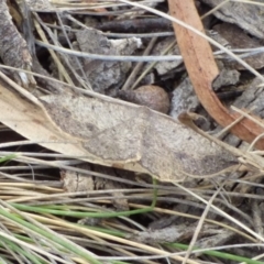 Unidentified Geometer moth (Geometridae) at Mount Stuart, TAS - 24 Nov 2023 by VanessaC