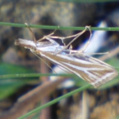Unidentified Pyralid or Snout Moth (Pyralidae & Crambidae) at West Hobart, TAS - 23 Nov 2023 by VanessaC