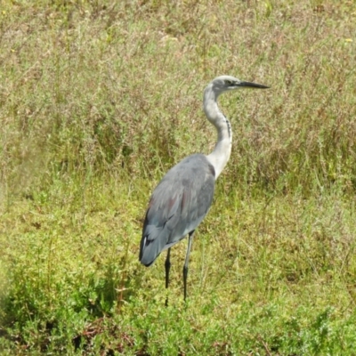 Ardea pacifica (White-necked Heron) at Canyonleigh - 19 Mar 2024 by GlossyGal