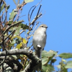 Microeca fascinans (Jacky Winter) at Guula Ngurra National Park - 19 Mar 2024 by GlossyGal