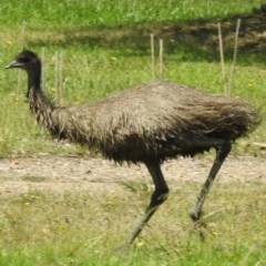 Dromaius novaehollandiae (Emu) at Canyonleigh - 19 Mar 2024 by GlossyGal