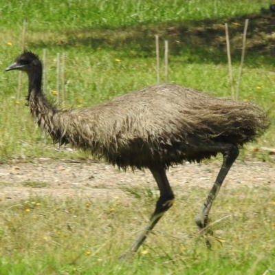Dromaius novaehollandiae (Emu) at Canyonleigh - 19 Mar 2024 by GlossyGal