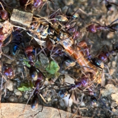 Iridomyrmex purpureus (Meat Ant) at Jerrabomberra, NSW - 21 Mar 2024 by Hejor1