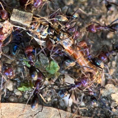 Iridomyrmex purpureus (Meat Ant) at Jerrabomberra, NSW - 21 Mar 2024 by Hejor1