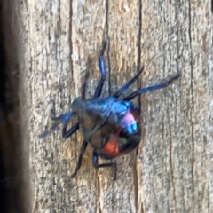 Cermatulus nasalis at Jerrabomberra Creek - 21 Mar 2024