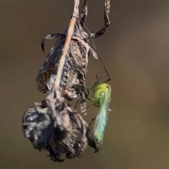 Chironomidae (family) (Non-biting Midge) at Jerrabomberra Creek - 21 Mar 2024 by Hejor1