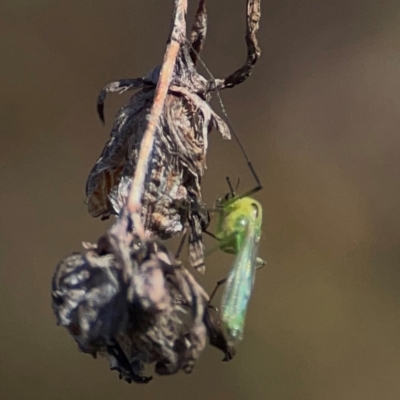 Chironomidae (family) (Non-biting Midge) at Jerrabomberra, NSW - 21 Mar 2024 by Hejor1