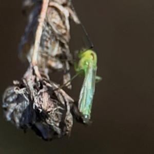 Axarus sp. (genus) at QPRC LGA - 21 Mar 2024