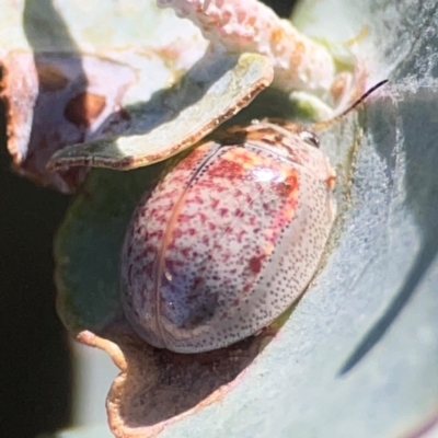 Paropsisterna m-fuscum (Eucalyptus Leaf Beetle) at Jerrabomberra Creek - 21 Mar 2024 by Hejor1