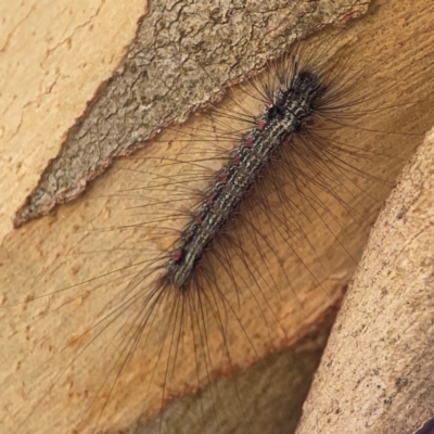 Anestia (genus) (A tiger moth) at QPRC LGA - 21 Mar 2024 by Hejor1