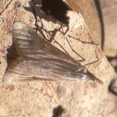 Eudonia cleodoralis at Jerrabomberra Creek - 21 Mar 2024 by Hejor1