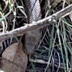 Pseudonaja textilis (Eastern Brown Snake) at Jerrabomberra, NSW - 21 Mar 2024 by Hejor1