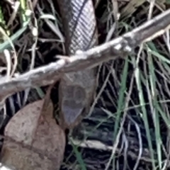 Pseudonaja textilis (Eastern Brown Snake) at Jerrabomberra Creek - 21 Mar 2024 by Hejor1