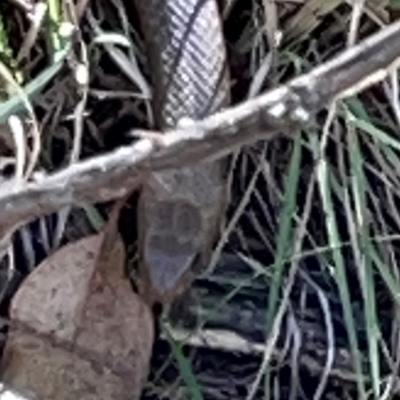 Pseudonaja textilis (Eastern Brown Snake) at QPRC LGA - 21 Mar 2024 by Hejor1