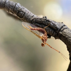 Ephemeroptera (order) (Unidentified Mayfly) at Jerrabomberra, NSW - 21 Mar 2024 by Hejor1