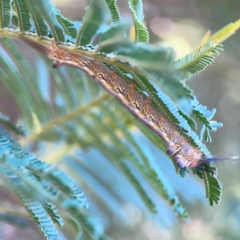 Nataxa flavescens (Nataxa Moth) at Jerrabomberra, NSW - 21 Mar 2024 by Hejor1